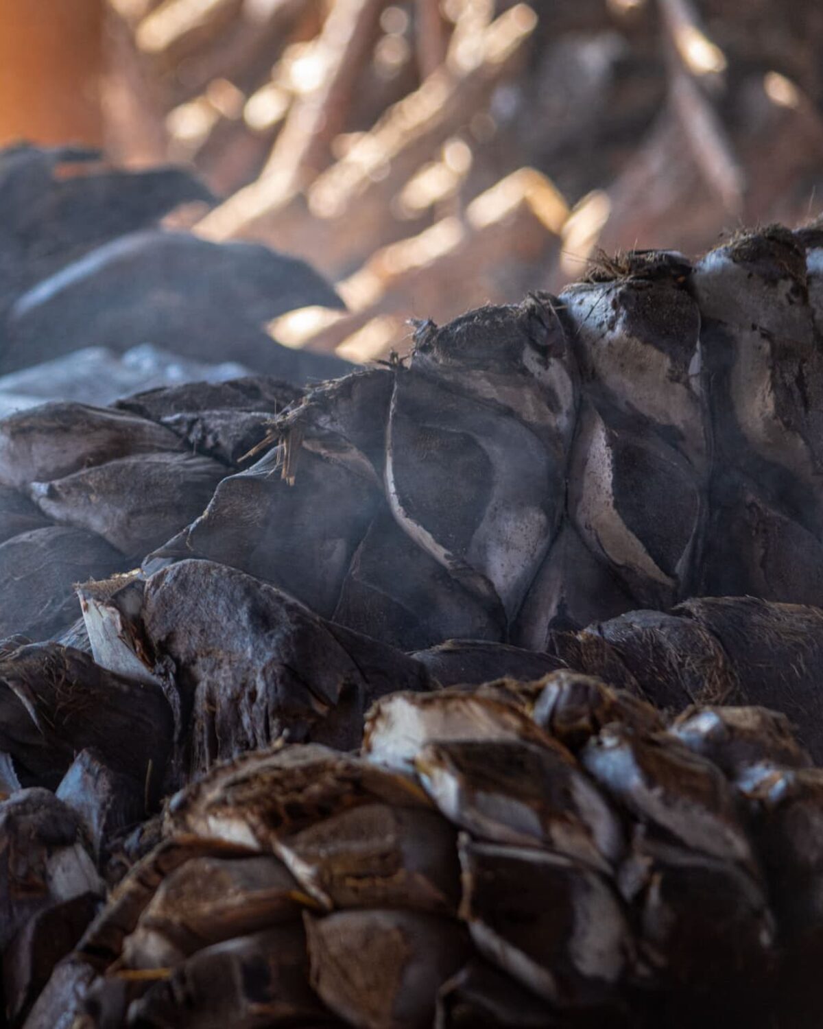 Close detail of cooked agave